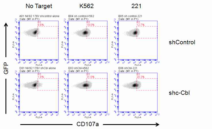 Retroviral transduction으로 shc-Cbl을 도입한 stable NK cell line CD16.NK92를 target cell K562, 221과 2시간 동안 co-culture시킴