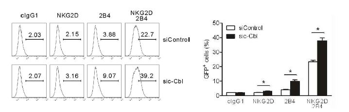 NF-κB reporter NKL cell line에 c-Cbl siRNA를 transfection시킨 후, NKG2D, 2B4 각각 및 조합에 대한 항체가 label된 plate를 이용하여 6시간 동안 자극을 줌.