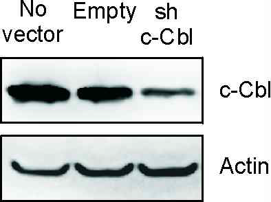 Retroviral shRNA vector를 293T 세포에 transfection하여 c-Cbl 제거 효과를 확인해 봄.