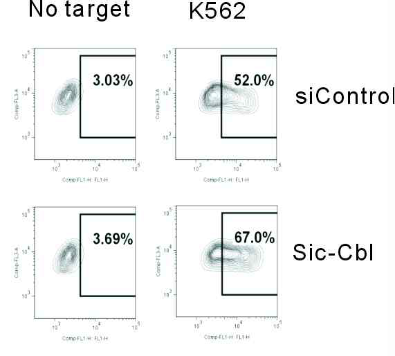 암세포에 의한 자극을 줬을 때 c-Cbl이 제거된 NK cell에서 degranulation 효과가 증가함 NK92MI cell에 일시적으로 sic-Cbl를 transfection하여 동일한 실험을 하였을 때도 c-Cbl이 발현 되지 않는 NK92MI cell에서 degranulation 활성이 증가함을 FACs analysis를 통해 확인함