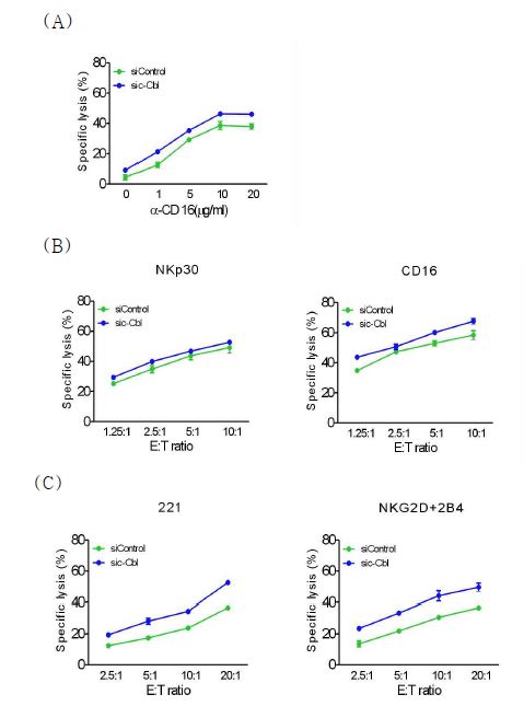 c-Cbl이 발현되지 않는 NK cell은 세포살해활성이 증가함