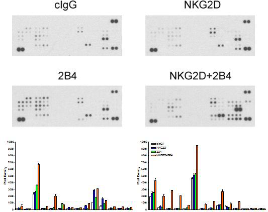 약 50여종의 신호전달 단백질 인산화를 검색할 수 있는 antibody array를 이용하여 NK 세포주에서 NKG2D, 2B4 각각 및 그 조합에 의해 인산화 되는 단백질을 검색함