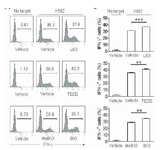 GSK-3가 억제된 NK cell이 Target cell에 의해 자극이 주어지면 cytokine인 IFN-γ가 발현되는 cell의 양이 증가함.