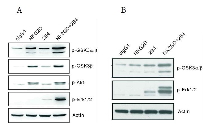 NK cell 활성화 수용체 자극에 의해 GSK-3가 인산화됨.