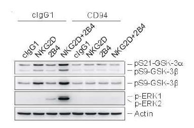 NK cell 억제 수용체 동시 자극에 의해 시너지 자극에 의한 GSK-3 인산화가 억제됨.