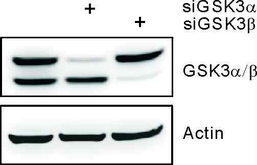 Human GSK-3α와 GSK-3β 각각에 특이적인 siRNA를 합성하여 Amaxa nucleofector를 이용한 electroporation으로 NK cell line에 transfection함