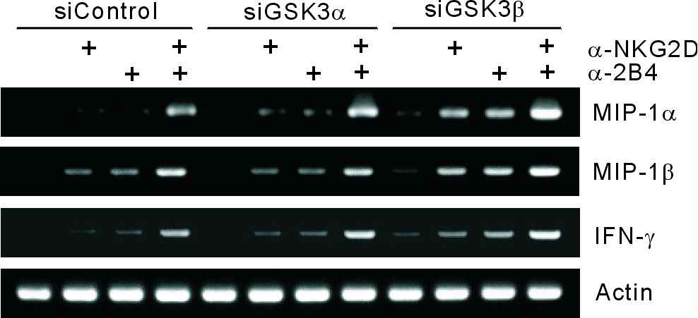 NK cell line에 GSK-3α와 GSK-3β 각각에 특이적인 siRNA를 Amaxa nucleofector를 이용한 electroporation으로 transfection시킨 후, NKG2D, 2B4 각각 또는 조합에 대한 항체가 label된bead를 이용하여 3시간 동안 자극을 줌
