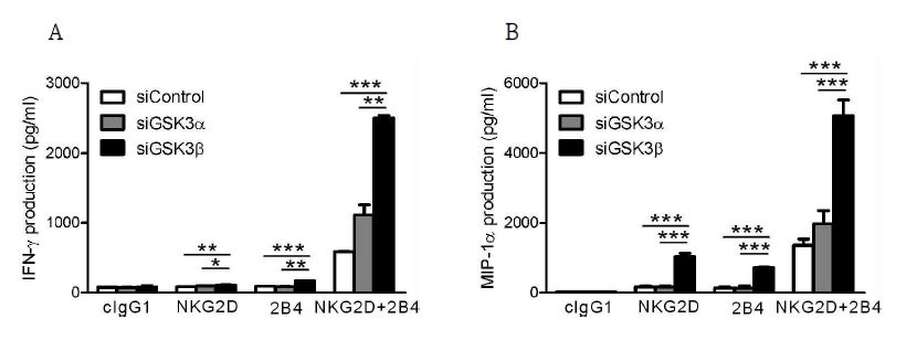 NK cell line에 GSK-3α와 GSK-3β 각각에 특이적인 siRNA를 Amaxa nucleofector를 이용한 electroporation으로 transfection시킨 후, NKG2D, 2B4 각각 또는 조합에 대한 항체가 label된bead를 이용하여 20시간 동안 자극을줌.