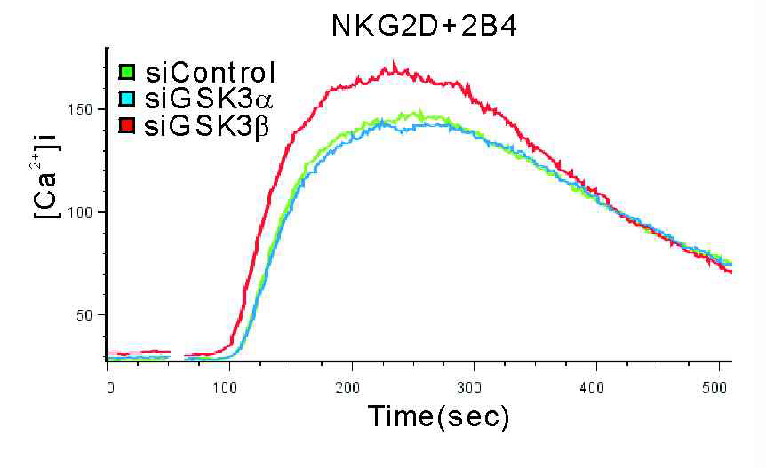 NKL cell에 GSK-3α 또는 GSK-3β 특이적인 siRNA를 transfection시킨 후, calcium dye fluo-4를 loading함