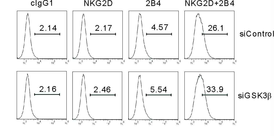 Lentiviral transduction으로 NF-κB reporter construct를 도입한 stable NKL cell에 GSK-3β siRNA로 transfection시킨 후, NKG2D, 2B4 각각 또는 조합에 대한 항체가 label된 plate를 이용하여 6시간 동안 자극을 줌