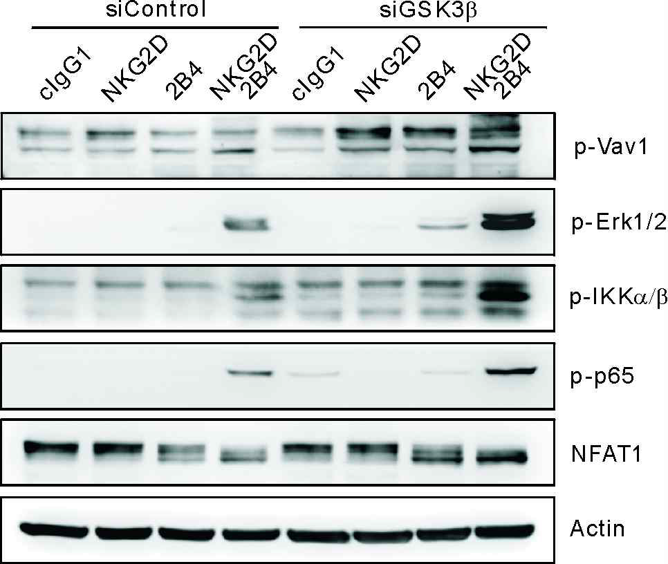 NKL cell에 GSK-3β 특이적인 siRNA를 transfection시킨 후, NKG2D, 2B4 activating receptor 각각 및 조합에 대한 항체를 결합시키고 이차 항체를 이용한 cross-linking으로 자극을 줌.