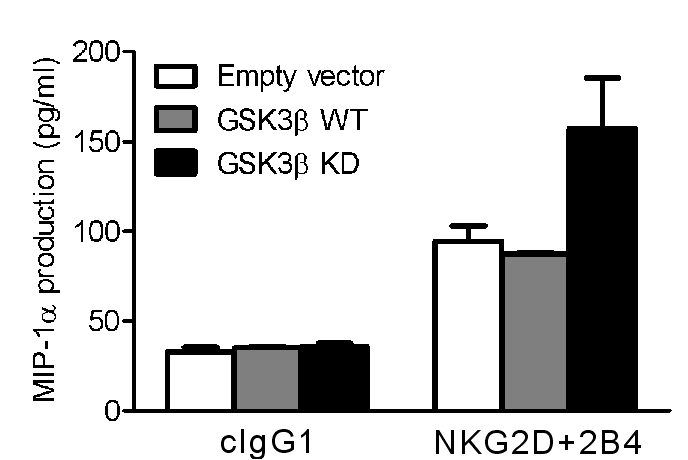 NK cell line에 GSK-3β wilid-type과 kinase-dead를 각각 발현하는 plasmid를 Amaxa nucleofector를 이용한 electroporation으로 transfection시킨 후, NKG2D, 2B4 조합에 대한 항체가label된 bead를 이용하여 20시간 동안 자극을 줌