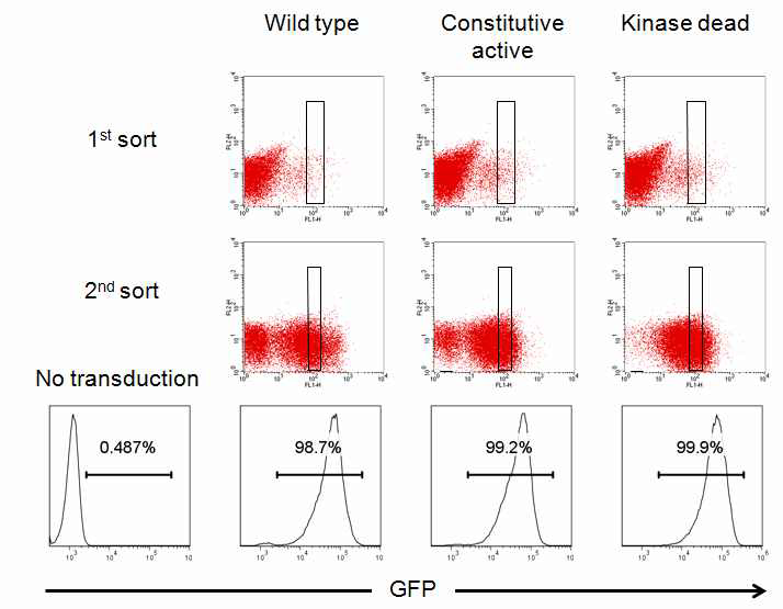 Retroviral transduction을 이용하여 NKL cell에 GSK-3β wild-type, constitutive active, kinase dead mutant를 과발현하는 stable cell line을 확립함.