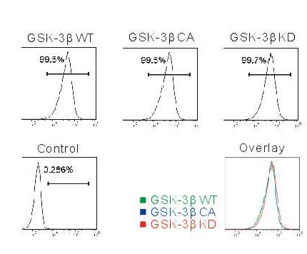 retro viral system을 이용해 NKL에서 GSK-3β가 over-expression되는 stable cell line(WT), GSK-3β가 지속적으로 활성화되어있는 stable cell line(CA), GSK-3β의 활성이 억제되어있는 stable cell line(KD)을 FACs ventage를 이용해 sorting하여 제작함.