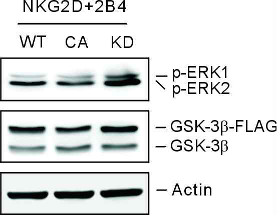 GSK3β의 활성이 제거된 NK cell는 Erk의 인산화를 증가시킴