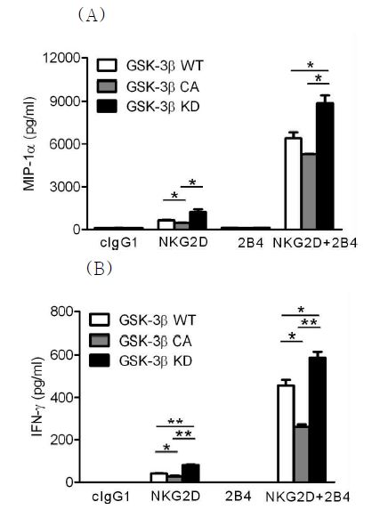 GSK3β의 활성이 제거된 NK cell에서 cytokine 생성이 증가함.