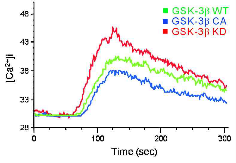 GSK3β의 활성이 제거된 NK cell에서 Calcium signal이 증가함.