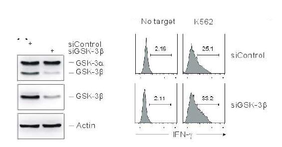 GSK-3β가 억제된 NK cell은 Target cell의 자극에서 cytokine인 IFN-γ의 발현이 증가함.