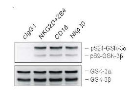 activating receptor에 의한 자극은 GSK-3의 인산화를 증가시킴.