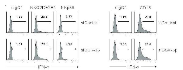 GSK-3β가 제거된 primary NK cell은 activating receptor 자극이 주어졌을 때 IFN-γ의 발현을 증가시킴