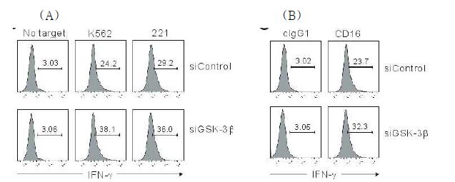 GSK-3β가 억제된 cell line에서 Target cell에 의한 자극을 받거나 activating receptor에 의한 자극을 받았을 때 IFN-γ의 발현이 증가함.
