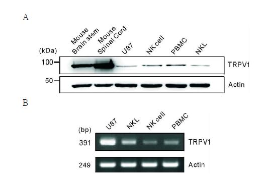 Mouse brain stem, mouse spinal cord, U87 glioma cells, purified primary NK cells, PBMCs, NKL cells에서 각각 lysate를 얻어 western blot으로 TRPV1의 발현을 확인해 봄(A). U87glioma cells, NKL cells, purified primary NK cells, PBMCs에서 total RNA를 얻어 TRPV1 mRNA 의 발현을 확인해 봄(B). NK cell에서 TRPV1이 발현됨을 확인함.