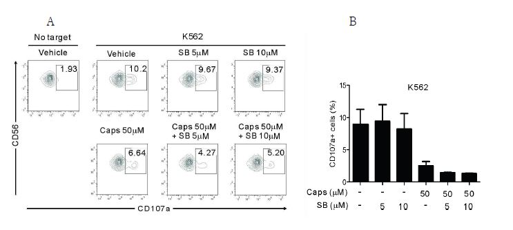 Human PBMCs를 TRPV1 antagonist인 SB366791로 30분간 전처리한 후, K562 target cell에 의한 degranulation 반응에 capsaicin에 의한 inhibitory 효과를 분석함.