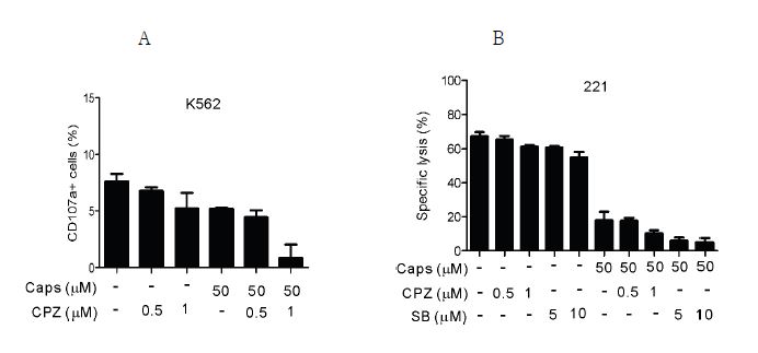 Human PBMCs를 TRPV1 antagonist인 capsazepine으로 30분간 전처리한 후, K562 target cell에 의한 degranulation 반응에 capsaicin에 의한 inhibitory 효과를 분석함(A). NKL cell을 TRPV1 antagonists SB366791 또는 capsazepine으로 전처리 후, NKL cell에 의한 221 target cell 의 lysis를 측정함(B). Casaicin의 NK cell inhibitory 효과는 TRPV1에 의존적이지 않음을 확인함.