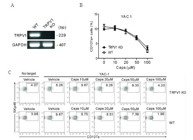 WT 또는 TRPV1 KO mice의 NK cell로부터 total RNA를 얻어 TRPV1 gene expression을 RT-PCR로 확인한 결과 KO mice의 NK cell에서 TRPV1이 발현되지 않음을 확인함(A). WT 또는 TRPV1 KO mice의 splenocytes를 이용하여 target cell YAC-1에 대한 degranulation을 FACS로 확인함 (B,C). Capsaicin의 NK cell inhibitory 효과는 TRPV1에 의존적이지 않음을 확인함.