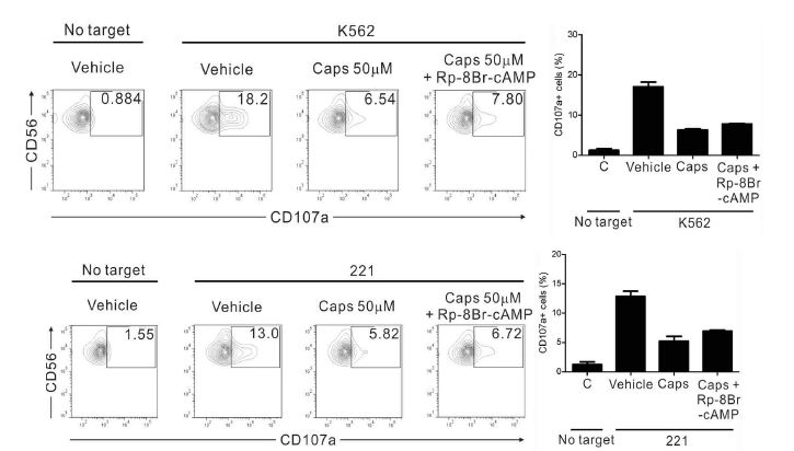 Capsaicin에 의한 NK cell 활성의 감소는 cAMP 신호전달에 독립적임.
