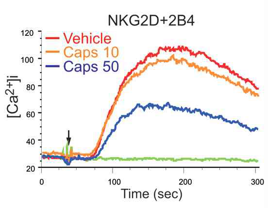 Capsaicin에 의한 NK cell의 자연살해활성은 Calcium flux 변화에 의존적임.