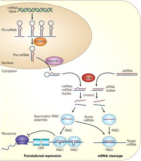 microRNA의 생성과 그 기능