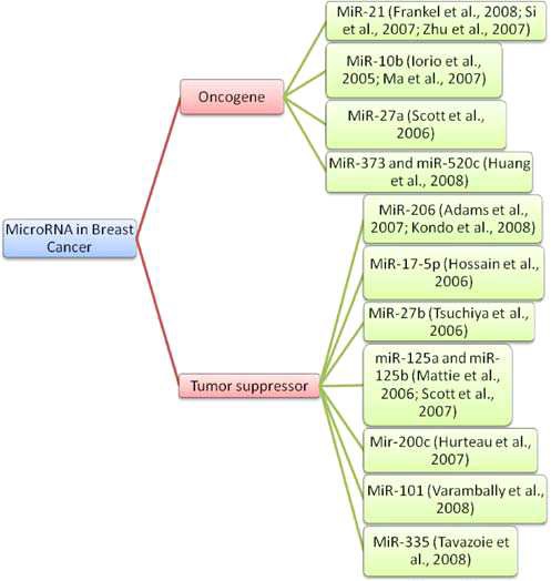 유방암에서 oncogene또는 암억제 유전자로 알려진 miRNA.