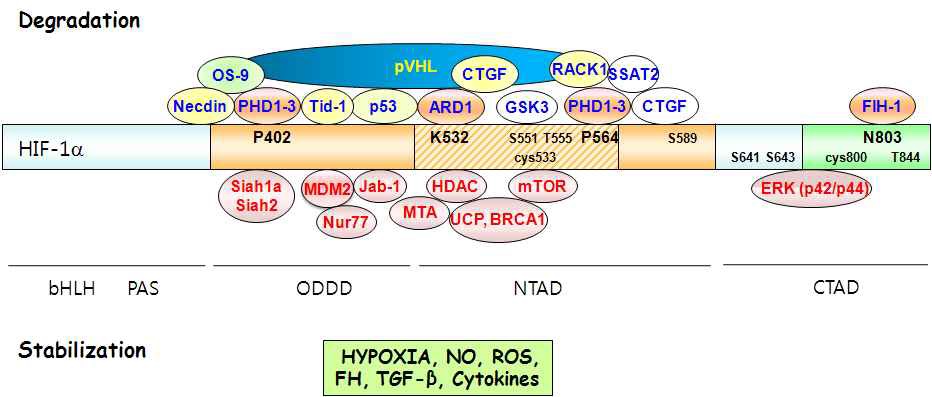 HIF-1α의 분해 또는 안정에 관여하는 인자들과 HIF-1a와의 interaction domain