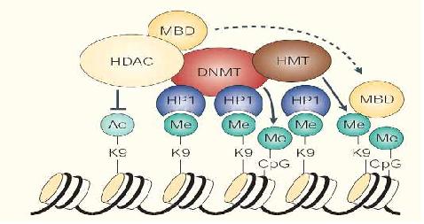 epigenetic 조절에 관여하는 분자들과 상호 작용