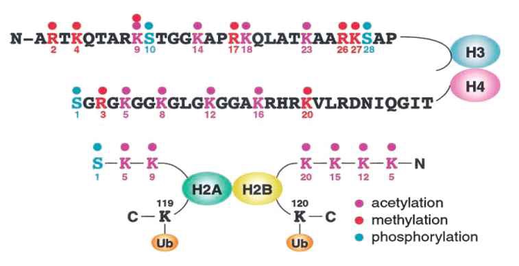 히스톤의 화학적 변형 site와 종류.