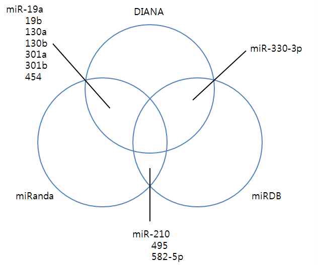 RUNX3가 타겟 유전자인 miRNAs