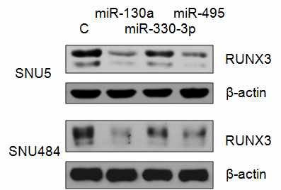 miR-130a, miR-330-3p, miR-495에 의한 RUNX3의 발현