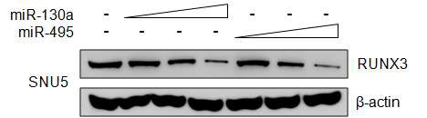 miR130a와 miR-495의 농도의존적으로 RUNX3의 발현 변화
