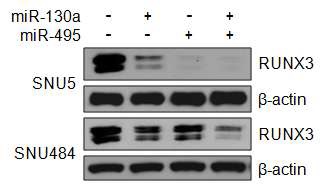 miR130a와 miR-495에 의한 RUNX3의 발현