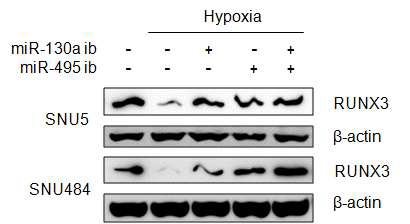 저산소 상태에서 miR130a, miR-495의 inhibitor에 의한 RUNX3의 발현조절