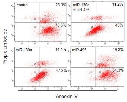 miR-130a 와 miR-495 에 의한 SNU484 세포의 사멸