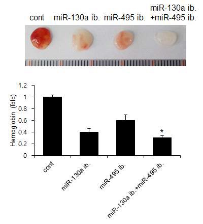 miR-130a 와 miR-495 inhibitor 에 의한 혈관신생 및 Hemoglobin 의 변화