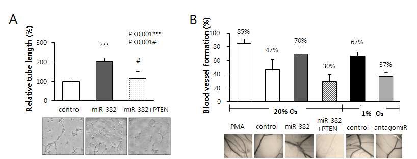 miR-382의 blood vessel 형성 조절에서 PTEN 관련성