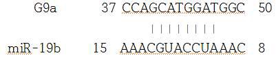 19b-3p와 G9a 3’-UTR