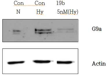 miR-19b mimic에 의한 G9a 단백질 발현
