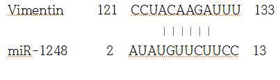 1248과 Vimentin 3’-UTR