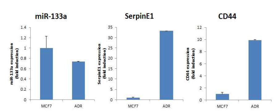 MCF, MCF/ADR에서의 miR-133a와 SerpinE1, CD44의 발현