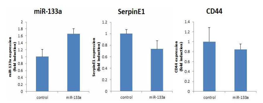 miR-133a에 의한 SerpinE1, CD44의 발현량의 변화