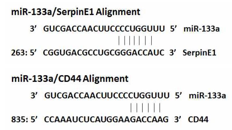 SerpinE1, CD44의 3‘UTR에서 miR-133a의 결합 부위